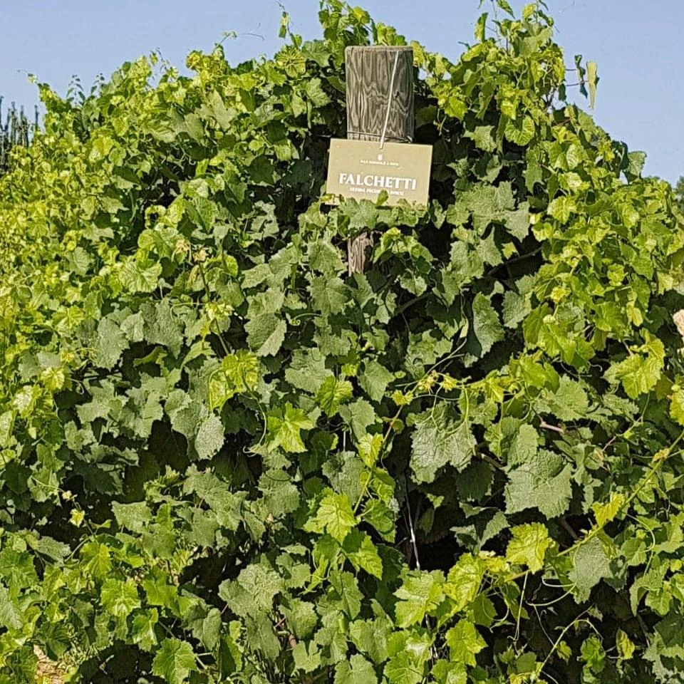 Falchetti Offida DOCG Pecorino